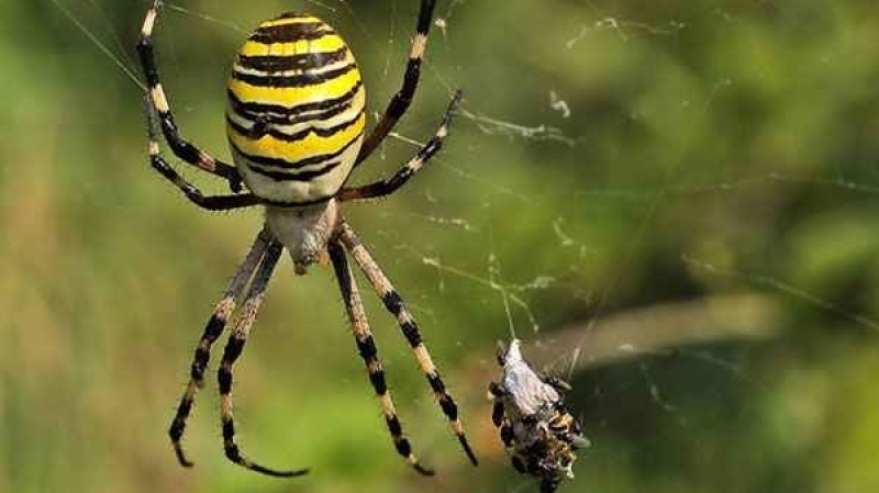 Похожие на черных каракуртов пауки размножаются в домах Калининградцев