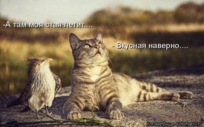 Котоматрица Мысли вслух :) Кто сказал, что невозможно дотянуться до звезды? :) 