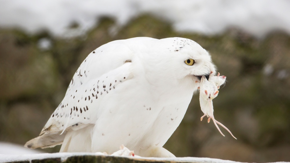 10 удивительных фактов о совах которые, артерии, позволяет, видов, охотятся, определять, только, могут, уникальная, звуки, добычи, направление, кровь, достигает, неясыти, птица, расстояние, добычу, мышей, филин