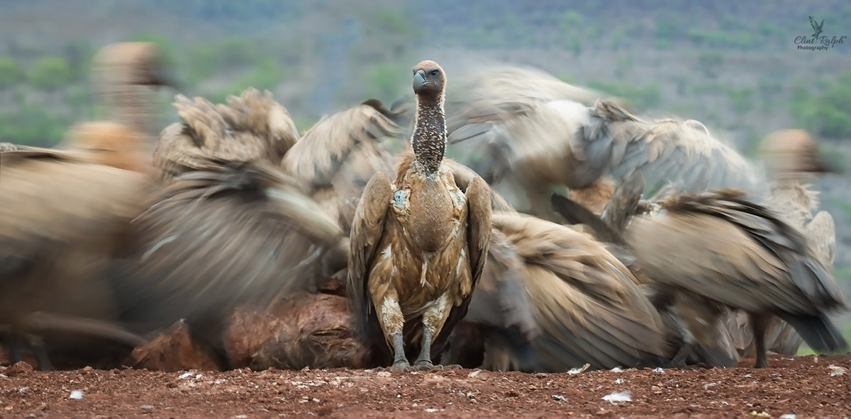 Лучшее с конкурса Bird Photographer of the Year 2018