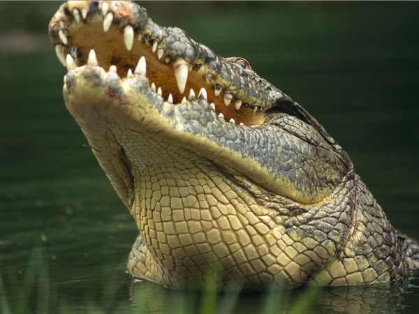 Гребнистый крокодил: описание и фото