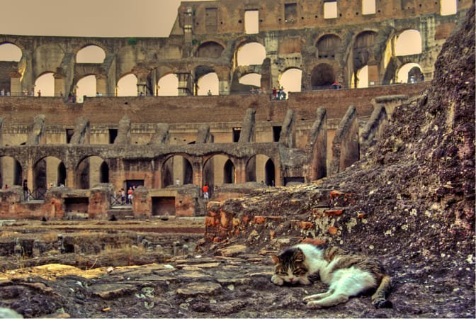 Самые кошачьи города мира: Рим город, кот, кошки, рим, эстетика