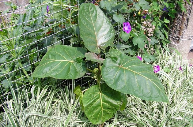 Цифомандра – вечнозеленый родственник томата 