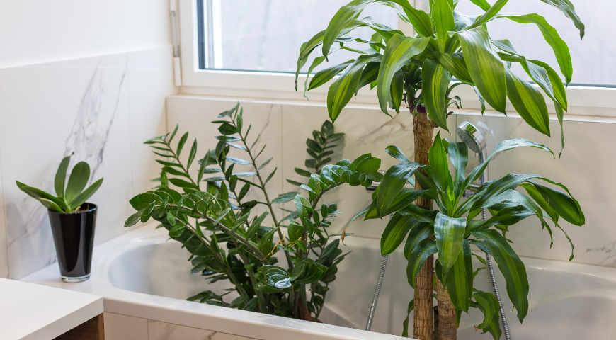 Как подготовить к зиме комнатные растения: советы Елены Костровой, коллекционера редких растений комнатные растения,цветоводство