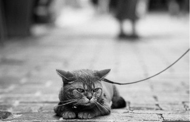 Нужно ли выгуливать кошек на поводке: мнение американских ученых