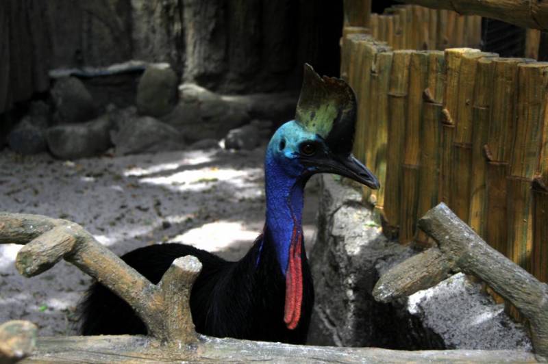 Птица шлемоносный казуар: фото с описанием