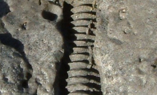 В 2003 году геологи нашли в вечной мерзлоте вольфрамовую пружину. Возраст камня вокруг нее оценивают в 100 тысяч лет пружины, породы, объекты, артефакты, тысяч, найдены, пружин, классифицировать их по, представляют, забирались, Породы, современные, вполне, собрали, искусственные, собой, действительно, размерам, считает, несколько
