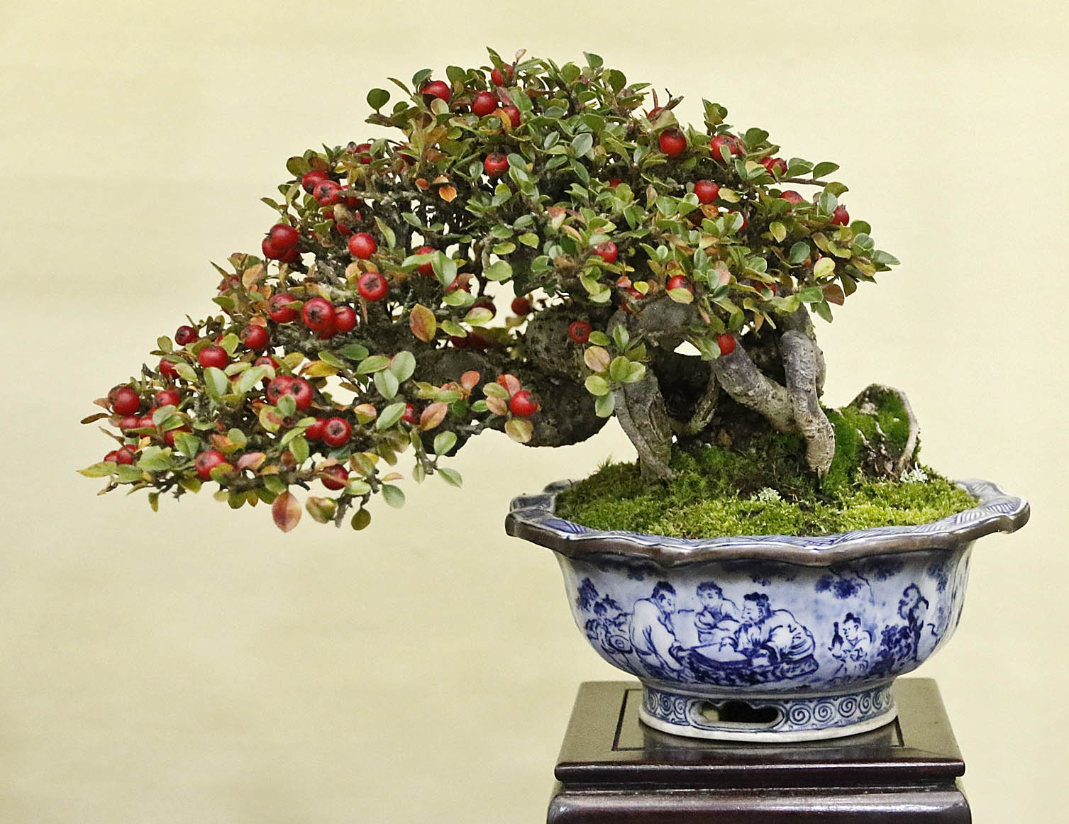 Cotoneaster horizontalis Bonsai