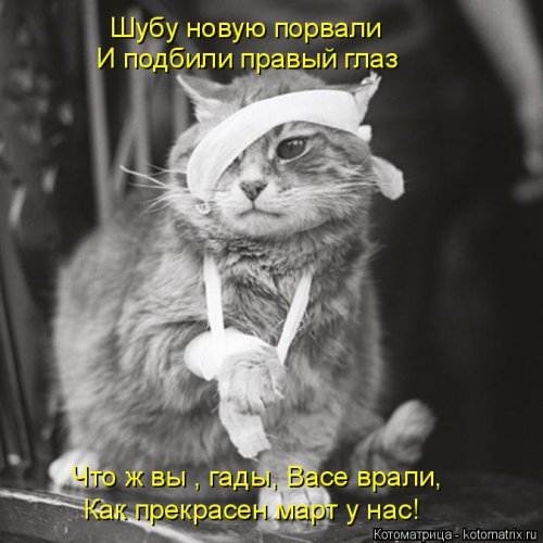 Свежая котоматрица для всех (20 шт)