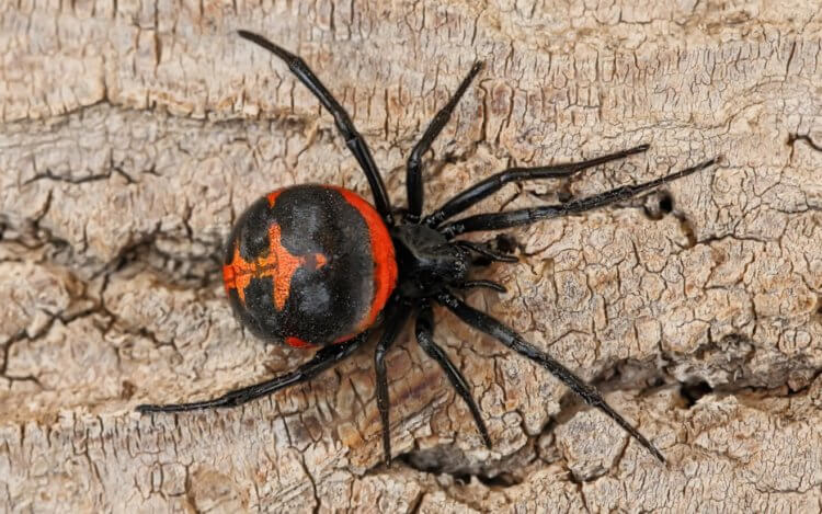 Самый ядовитый паук в России — его укус мучает 2 недели и может убить животные земли,здоровье человека,медицина