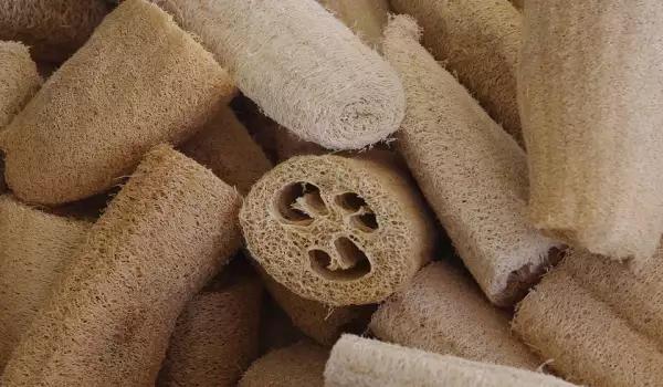 Растения мочалка