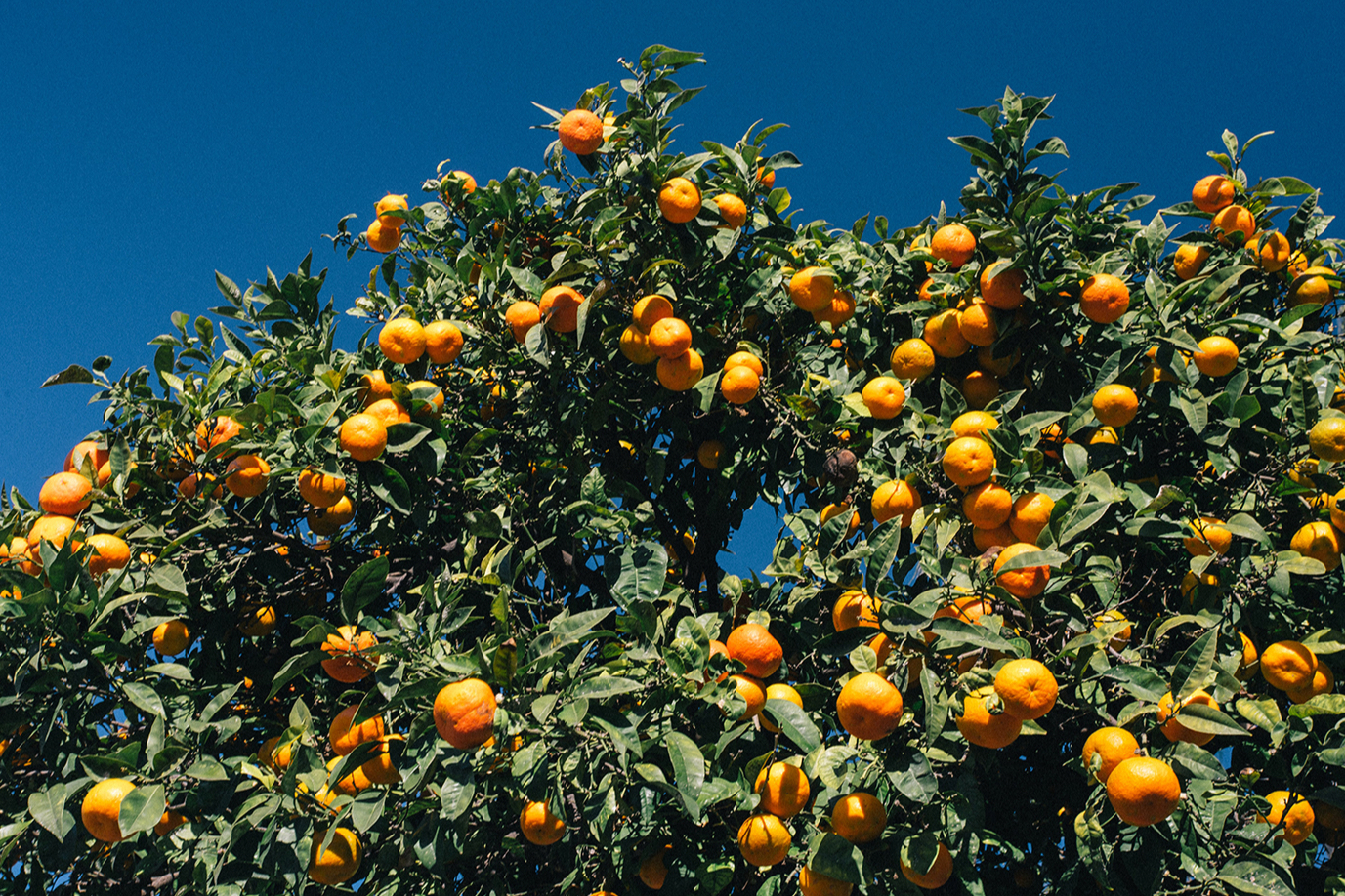 Фото: Jp Valery/Unsplash