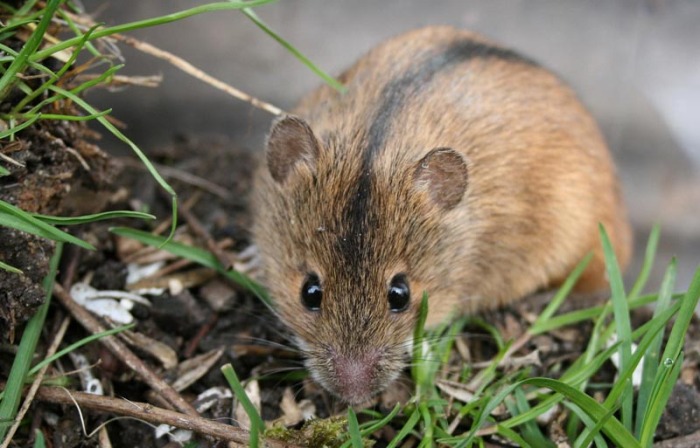 Мышь-полёвка. \ Фото: google.com.