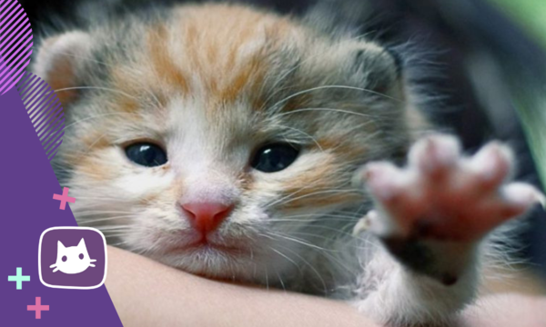 Почему мыши - самая лучшая вкуснятина для кошки Почему мыши - самая лучшая вкуснятина для кошки супер