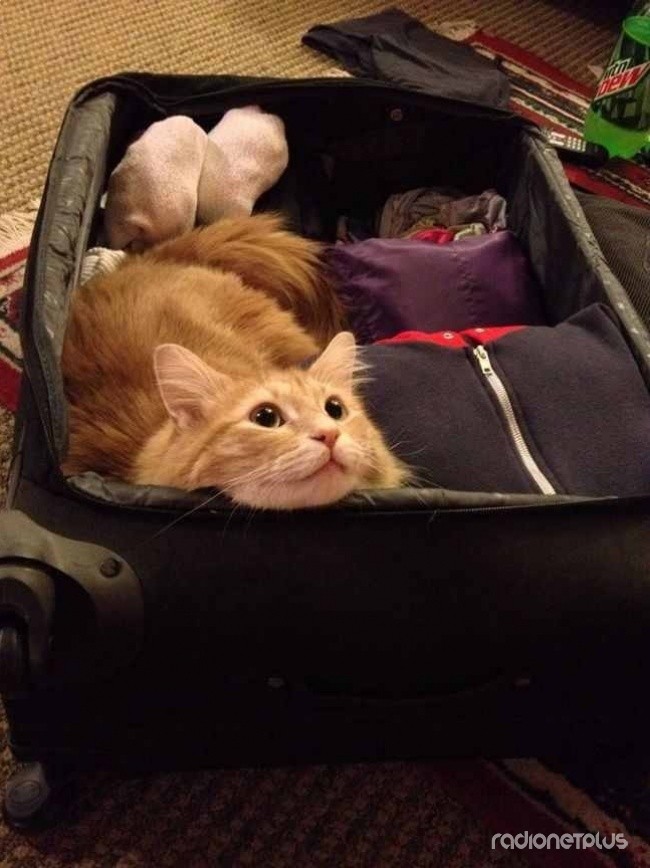 Если вы собираетесь в поездку, кот обязательно решит поехать с вами