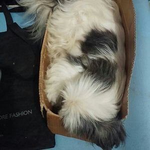 Смешные собаки, которые делают странные вещи (22 фото)