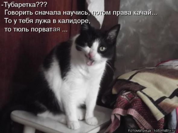 Котоматрица Мысли вслух :) Кто сказал, что невозможно дотянуться до звезды? :) 