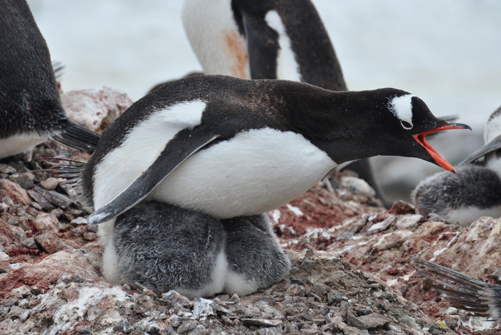 Южные Шетландские острова Yankee, пингвинов, Harbour, птенцы, сейчас, можно, Антарктики, Иоффе», подросли, районе, острова, Greenwich, конечно, Антарктиде, совершить, Впрочем, пингвиньих, последняя, высадка, антарктическая