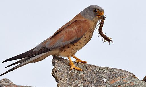 Пустельга степная: описание и распространение этой редкой птицы
