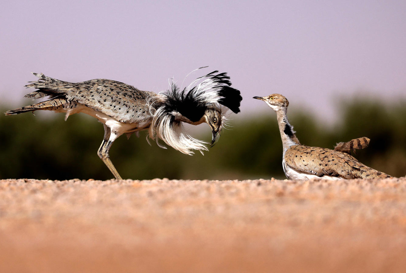 Кто такие птицы природа,Путешествия,фото