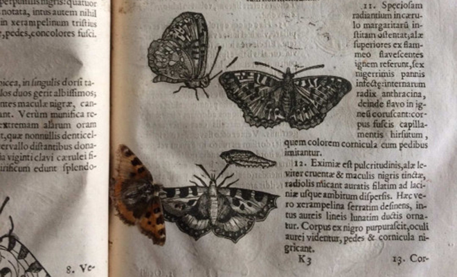 В страницах древнего справочника ученые случайно нашли прекрасно сохранившуюся 400-летнюю бабочку насекомых, Фолиант, Кембриджа, выпускнику, коллекционеру, частному, принадлежал, ранее, книге, Стенгману, самой, бабочке, полагают, ЛекиТомпсонИсследователи, Дженни, Кембридже, ТринитиХолла, Лоуренсу, Прекрасно, библиотекарь