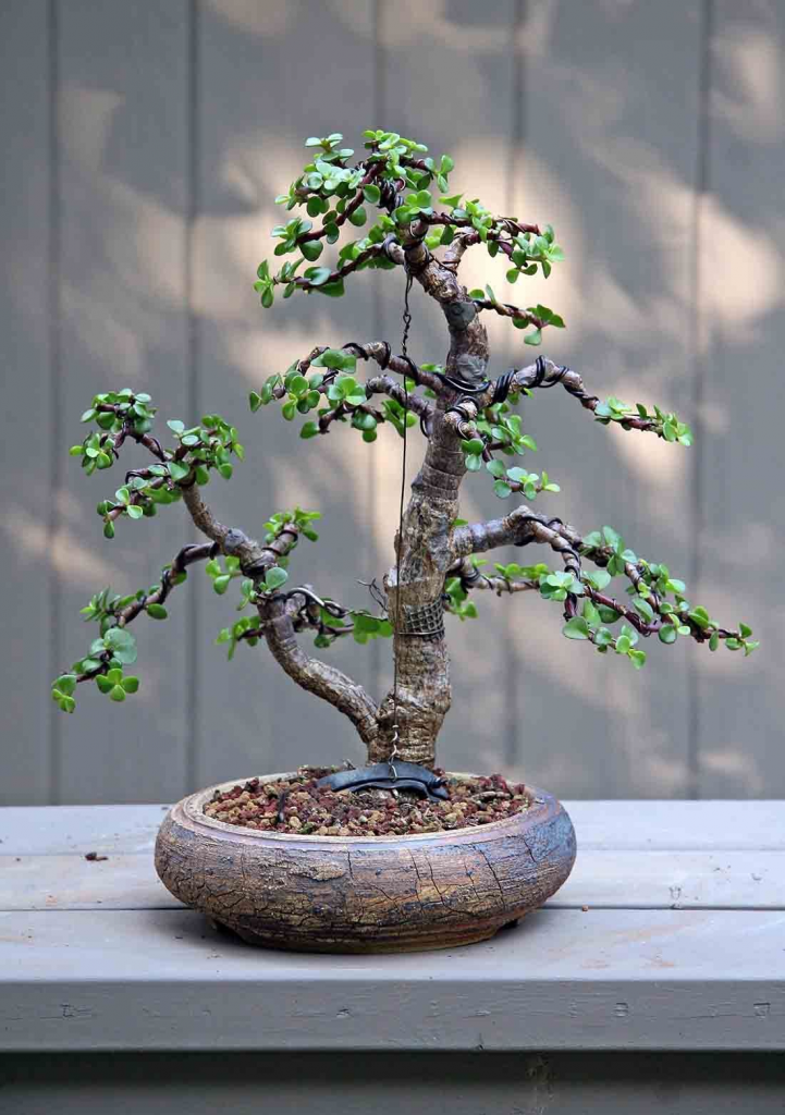 Карликовые деревья для дома: особенности ухода и фото уютных вариантов Карликовые деревья для дома: особенности ухода и фото уютных вариантов идеи для дома,комнатные растения