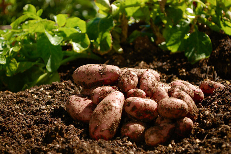 Сажаем картошку и получаем урожай