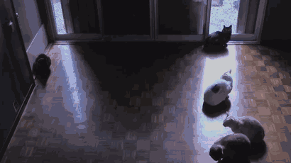 кошки которые очень любят греться 