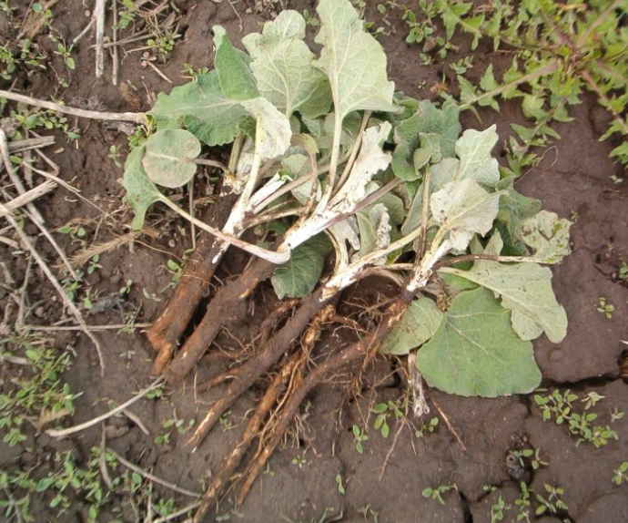 ÐÐ¾ÑÐµÐ½Ñ Ð»Ð¾Ð¿ÑÑÐ° Ð² Ð¼Ð°Ðµ - Ð±ÐµÑÑÐµÐ½Ð½Ð¾Ðµ Ð»ÐµÐºÐ°ÑÑÑÐ²Ð¾. ÐÐ°Ð³Ð¾ÑÐ°Ð²Ð»Ð¸Ð²Ð°ÐµÐ¼ ÐºÐ¾ÑÐµÐ½Ñ Ð¿ÑÐ°Ð²Ð¸Ð»ÑÐ½Ð¾ Ð¸ Ð»ÐµÑÐ¸Ð¼ÑÑ Ð²ÑÑ Ð·Ð¸Ð¼Ñ!