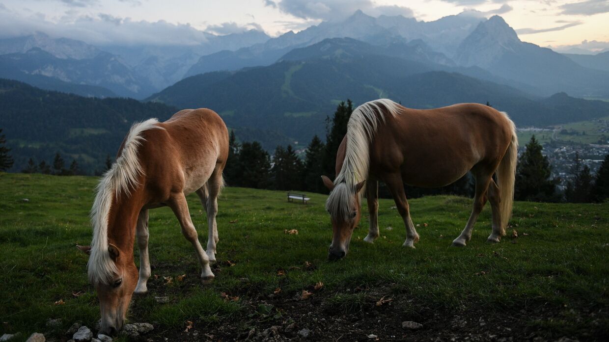 Ученые опровергли гипотезу об одомашнивании лошадей в Турции