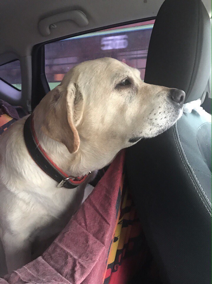 Пожилого и почти слепого лабрадора привязали у ворот приюта Пожилого и почти слепого лабрадора привязали у ворот приюта истории из жизни