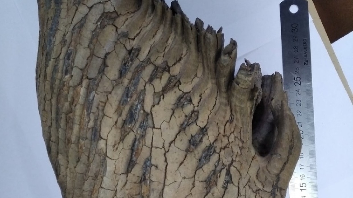 Археологи нашли в окрестностях Красноярска бивень мамонта