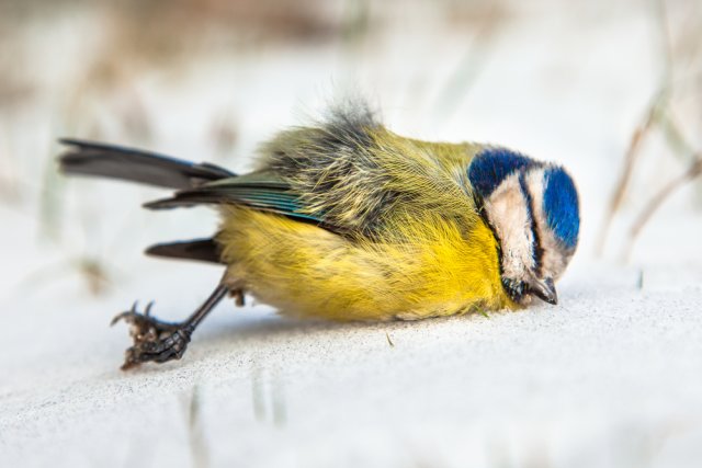 Как помочь птицам и животным в морозы птицы, могут, сайта, холода, случае, птицу, чтобы, время, помощи, птицам, вашего, горячей, кусочки, сделать, делать, нашим, можете, морозы, можно, регулярно