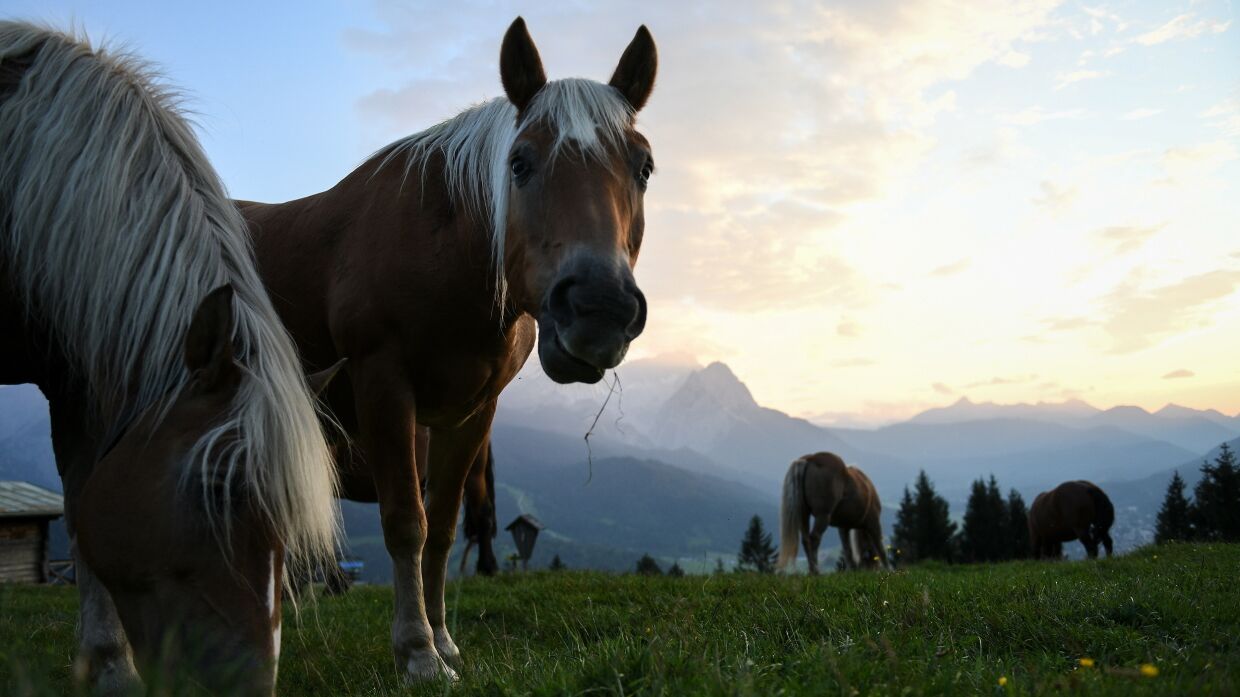 Ученые опровергли гипотезу об одомашнивании лошадей в Турции