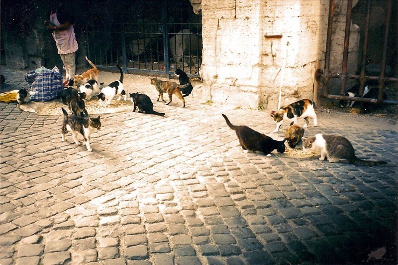 Самые кошачьи города мира: Рим город, кот, кошки, рим, эстетика