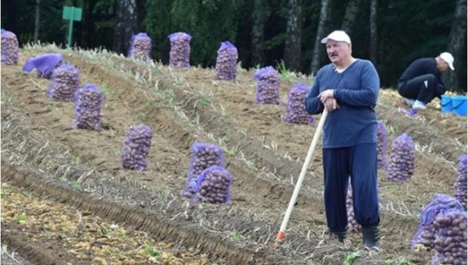 Небольшой огородик: Лукашенко собрал 105 тонн картошки на своем участке