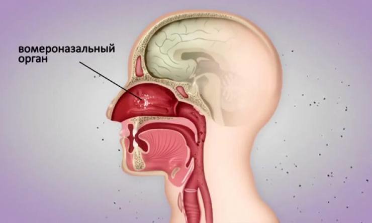 Феромоны человека и животных: возможна ли любовь с первого нюха человека, запах, феромонов, орган, насекомых, феромоны, половое, именно, поведение, поэтому, только, множество, феромонами, людей, других, самца, бабочек, который, привлекают, мужские