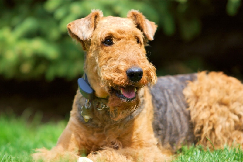 are welsh terriers cuddly