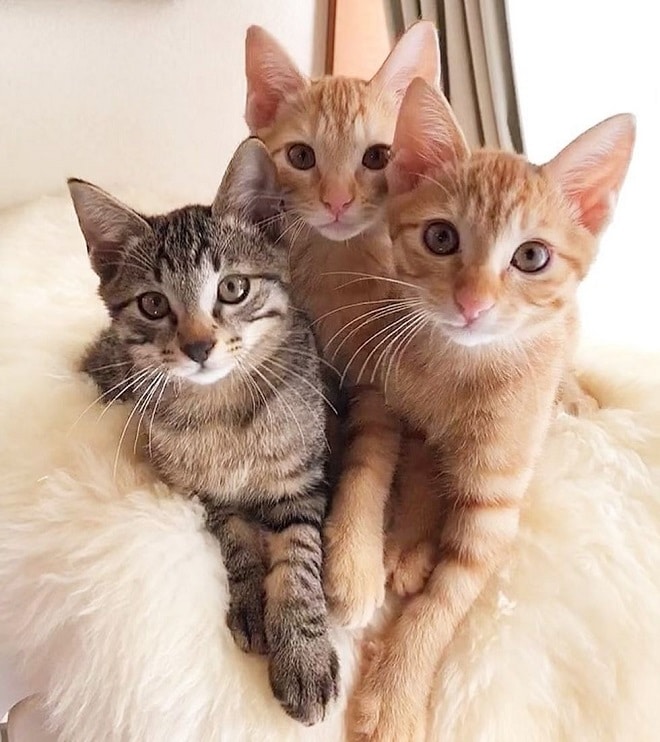 Котята на покрывале