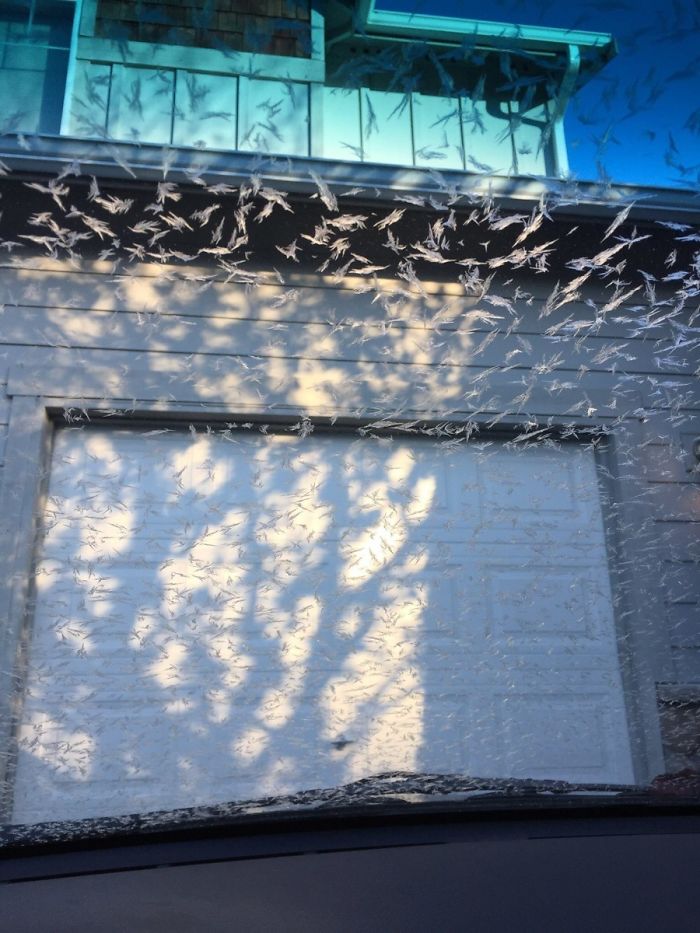 The Ice On My Windshield Looks Like A Bird Attack