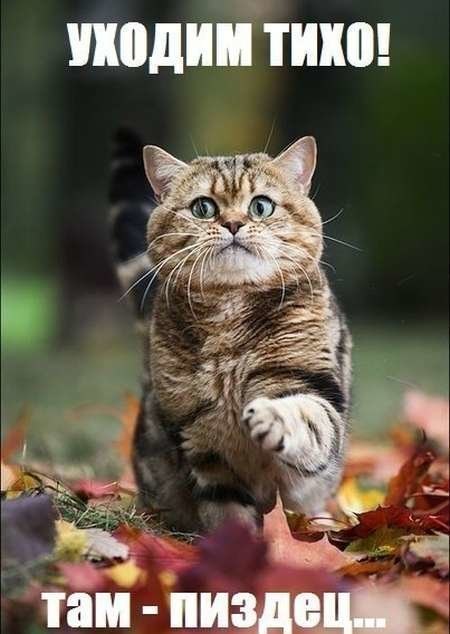 Веселая подборка жизненных надписей к фотографиям и картинкам со смыслом Веселая подборка жизненных надписей к фотографиям и картинкам со смыслом