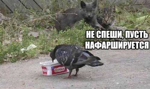 Хорошее настроение в прикольных картинках Хорошее настроение в прикольных картинках