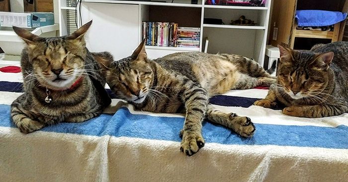 три слепых бездомных кошки нашли дом
