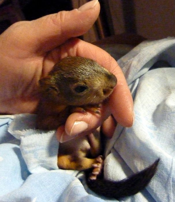 Животные, белка, позитив