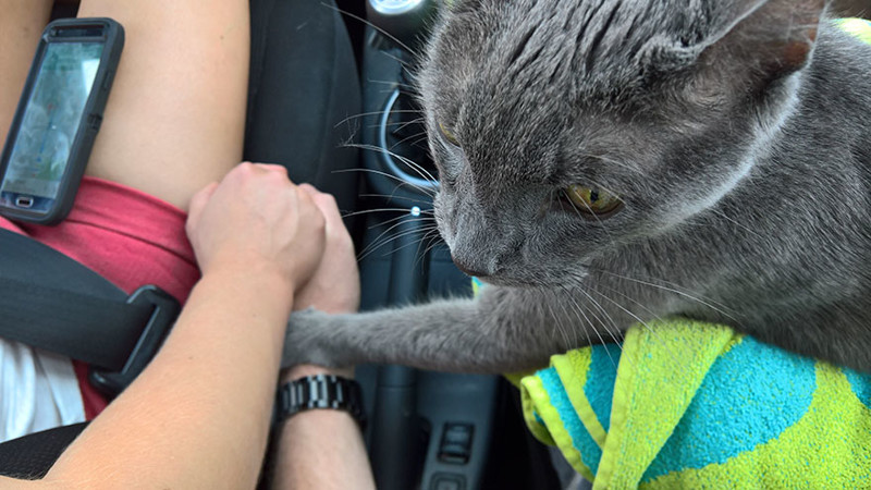 Ему было 15 с половиной лет, когда мы в последний раз сели в автомобиль и поехали к ветеринару, чтобы его усыпить. животные, истории, кошки, трогательно