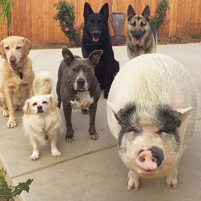 История свинки, которая выросла с пятью собаками