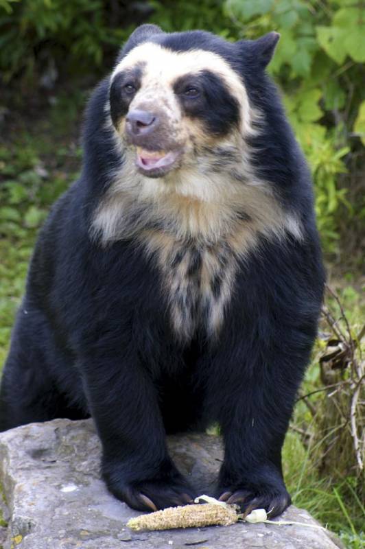 Самый большой медведь в мире: фото