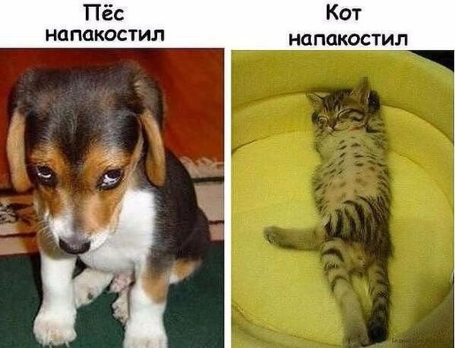 Забавные картинки с надписями