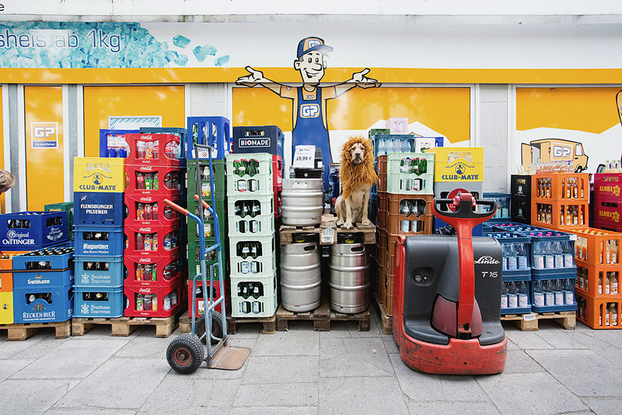 бездомная собака превратилась в льва