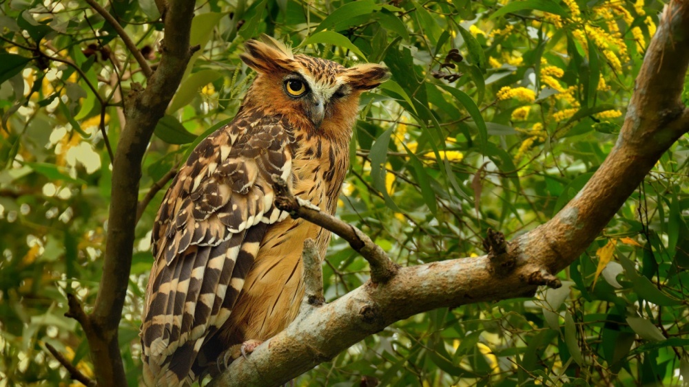 10 удивительных фактов о совах которые, артерии, позволяет, видов, охотятся, определять, только, могут, уникальная, звуки, добычи, направление, кровь, достигает, неясыти, птица, расстояние, добычу, мышей, филин